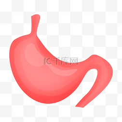 肠胃吸收好图片_健康肠胃内脏器官
