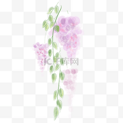 紫藤萝瀑布图片_水彩紫藤萝花卉