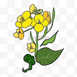 一朵油菜花花束插画