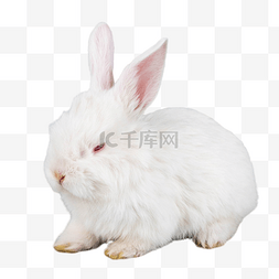 动物小白兔