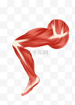 腿部肌肉图片_红色腿部肌肉