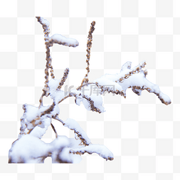 雪落树枝图片_冬天一株落满积雪大雪小雪