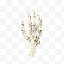骨骨骼图片_骨骼手骨