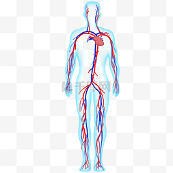 智盘系统图片_人体系统血管