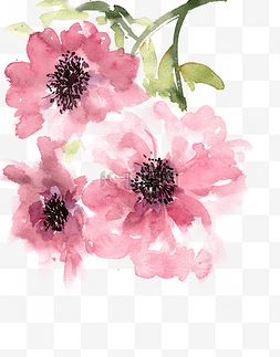 粉色的花毛茛
