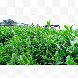 绿色茶田图片_龙井茶茶园