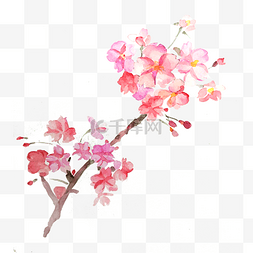 樱花花枝粉色唯美春天PNG