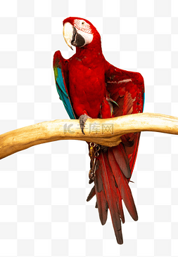 红色金刚鹦鹉