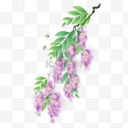 花紫图片_紫藤萝和蜜蜂
