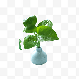 绿植花卉花瓶盆栽