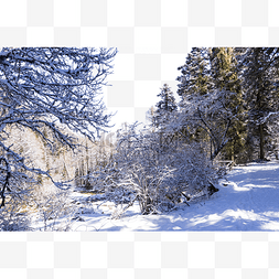 自然风景冬天雪地森林风光