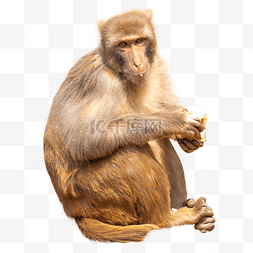 坐着吃图片_坐着猴子