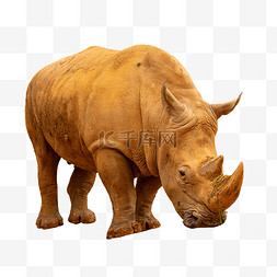 黄色动物犀牛