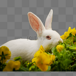 一只小白兔兔子