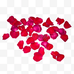 红色大花瓣图片_一片红色玫瑰花瓣