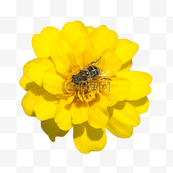 小红花朵图片_黄色花朵孔雀草蜜蜂