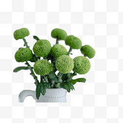 花瓶白图片_乒乓菊绿色白花瓶