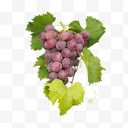 葡萄和水果图片_紫葡萄和葡萄叶