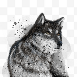 泼墨动物图片_手绘泼墨黑白渐变色凶狠的狼