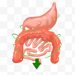 人体艺丝袜术图片_肠道健康肠胃箭头