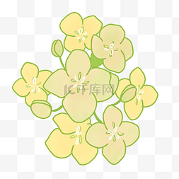 盛开的一簇油菜花插画