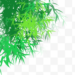 绿植竹子竹叶实物图