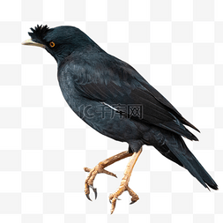 黑色飞禽乌鸦