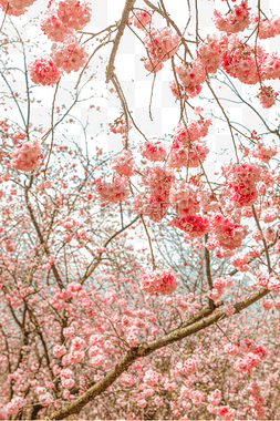 春天桃花繁花盛开自然风景