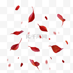 枫叶漂浮叶子图片_红色漂浮叶子