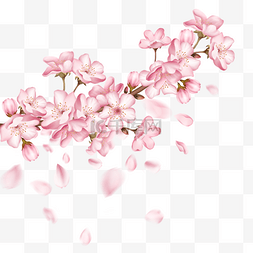 一根粉色樱花盛开和樱花花瓣飘落