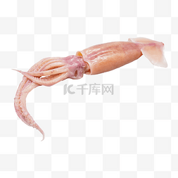 鲜活虾蟹图片_鲜活鱿鱼