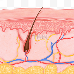 皮肤组织图片_皮肤组织表皮肌肤毛孔毛囊结构