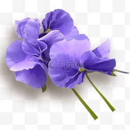好看唯美图片_唯美好看紫色花朵
