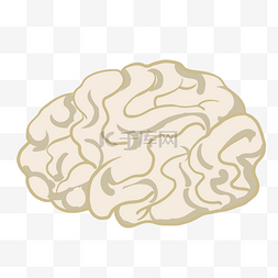 脑子真人图片_人体器官小脑插画
