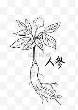 直发素描图片_中草药人参