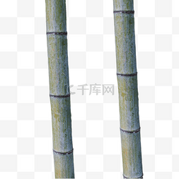 竹节线稿图片_两根实物竹子下载