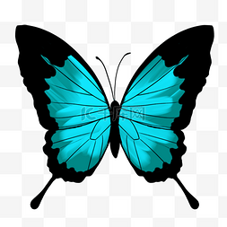 展翅的蓝色蝴蝶插画