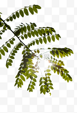 阳光的树叶图片_阳光下的树叶