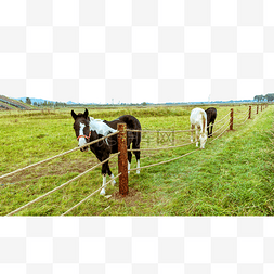 内蒙古草原牧场马匹