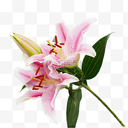 粉色百合花花枝