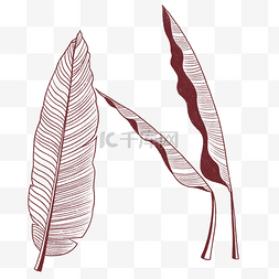 芭蕉叶线描图片_热带植物芭蕉叶