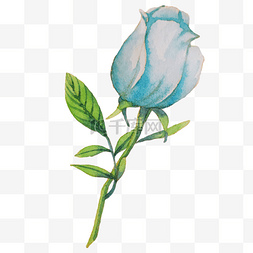 蓝色花朵玫瑰蔷薇
