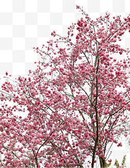 桃花朵朵图片_春天繁花盛开桃花朵朵