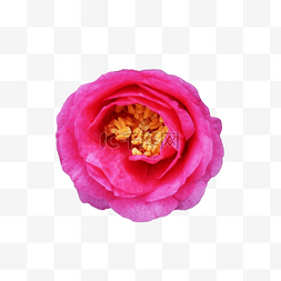 粉色实物花图片_粉色的美丽花朵