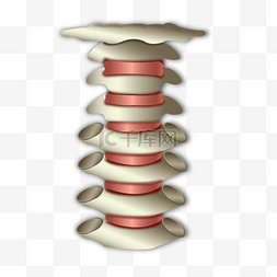 脊椎变形图片_人头骨骼颈椎