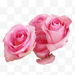 淡粉色玫瑰花朵
