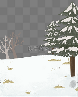雪地雪松松树冬季冬天