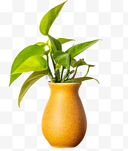 绿色植物花瓶图片_黄色花瓶绿萝植物