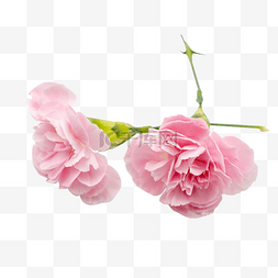 粉色康乃馨鲜花