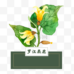 水彩油图片_花类中草药罗汉果花泡水水彩